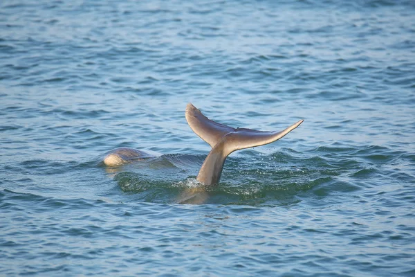 ダイビングのハンドウイルカの尾 — ストック写真