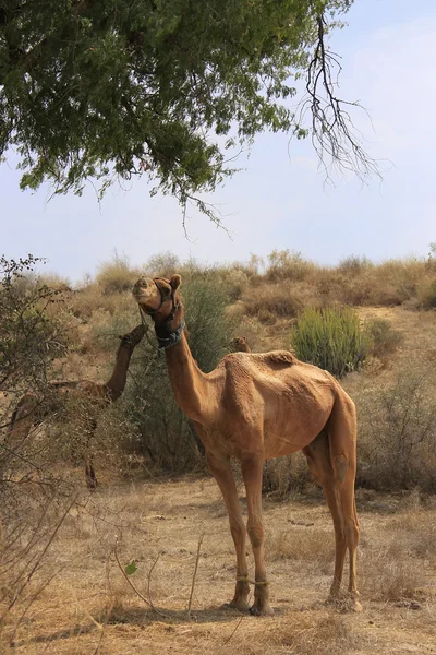 Camels resting during camel safari, Thar desert, Rajasthan, Indi — Stock Photo, Image