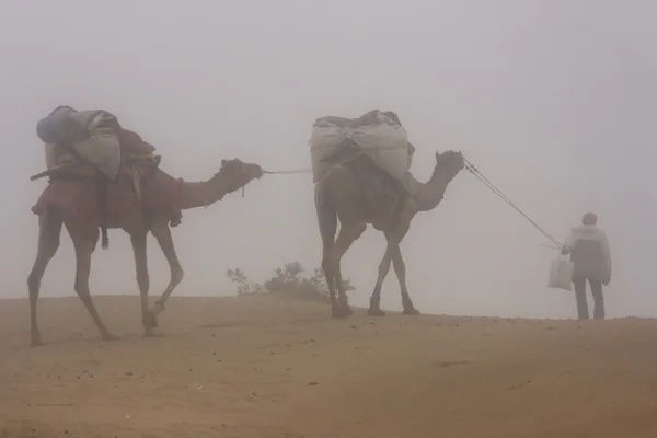 Guia local com camelos caminhando no nevoeiro da manhã cedo, Thar deser — Fotografia de Stock