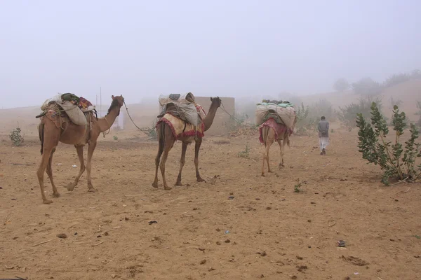 Guia local com camelos caminhando no início da manhã nevoeiro através de sma — Fotografia de Stock