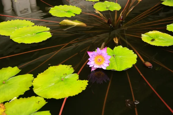 Pond with water lilies at Dambulla Golden Temple in Sri Lanka — Stock Photo, Image