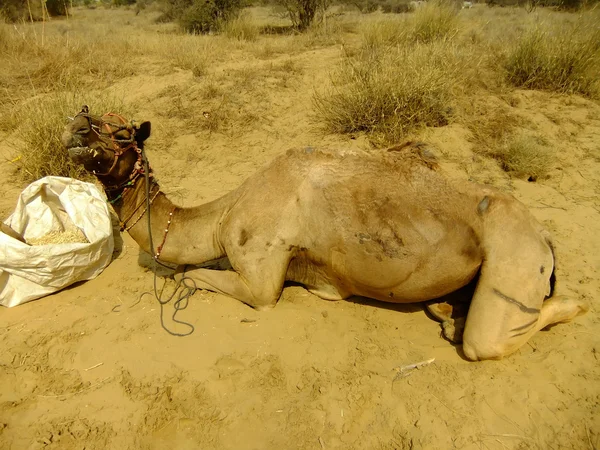 Camel resting during camel safari, Thar desert, India — Stock Photo, Image