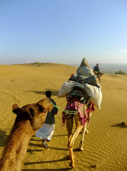 JAISALMER, INDIA-FEVEREIRO 20: Pessoas não identificadas montam camelos durante o safári em 20 de fevereiro de 2011 em Jaisalmer, Índia. safaris camelo em que o deserto são muito populares entre os turistas de Jaisalmer Imagens De Bancos De Imagens Sem Royalties