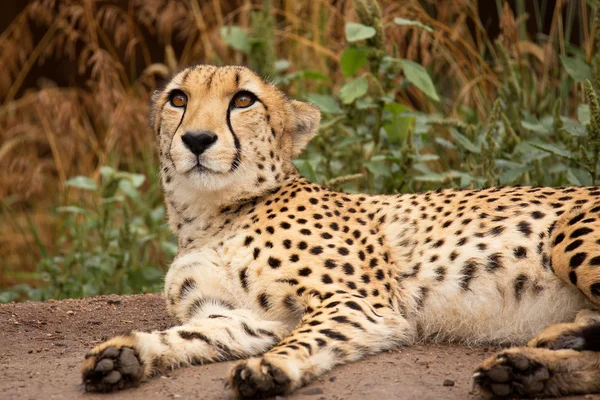 Cheeta descansando en una sombra — Foto de Stock