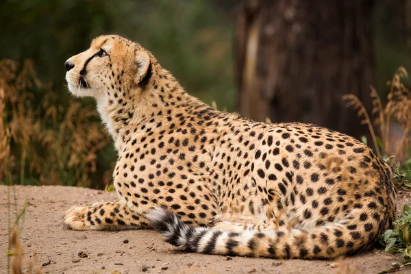 Cheeta odpoczynku w cieniu — Zdjęcie stockowe