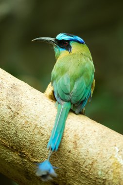 Blue-crowned Motmot sitting on a tree clipart