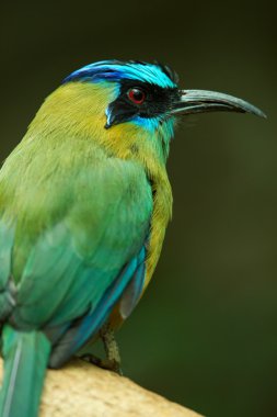 Mavi tepeli Motmot bir ağaçta oturuyor