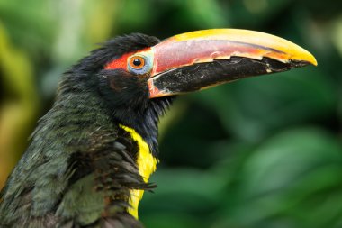Yeşil Aracari portresi