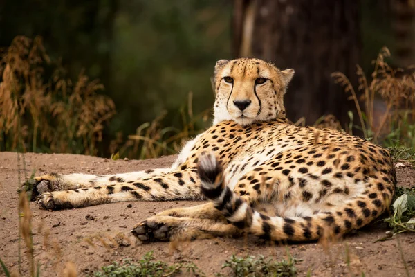 Cheeta descansando en una sombra — Foto de Stock