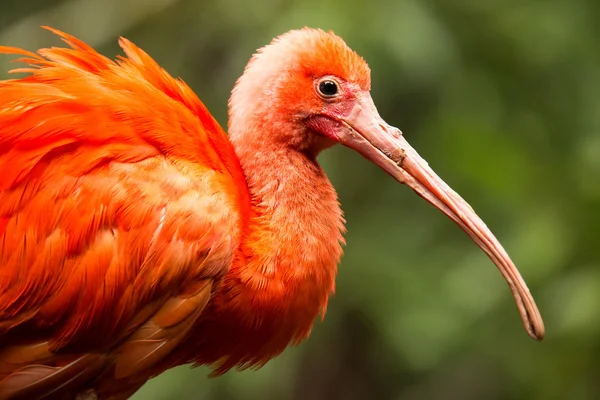 Retrato de Ibis escarlata — Foto de Stock