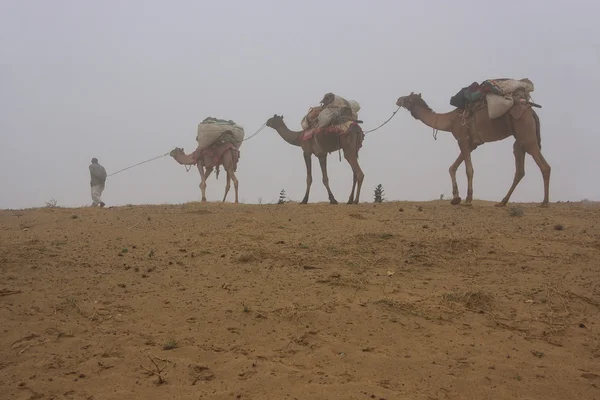 Local guide with camels walking in early morning fog, Thar deser — Stock Photo, Image