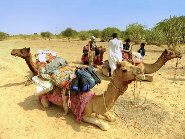 Camelos descansando durante safári de camelo, deserto de Thar, Rajasthan, Indi — Fotografia de Stock
