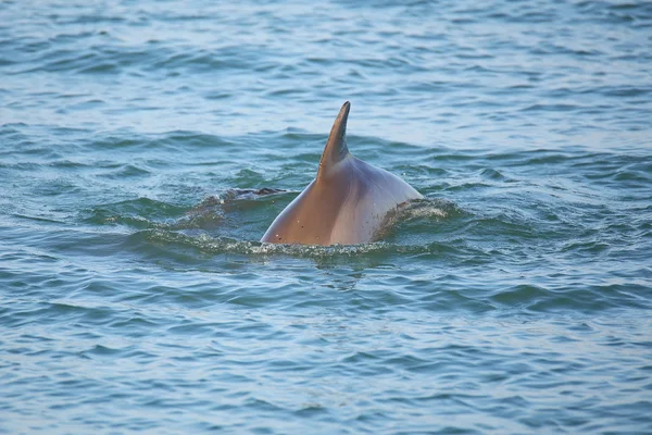 Common bottlenose dolphin showing dorsal fin — Stock Photo, Image