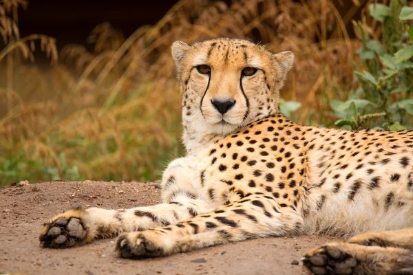 Cheeta resting in a shade — Stock Photo, Image