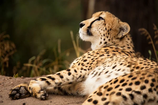 Cheeta odpoczynku w cieniu — Zdjęcie stockowe