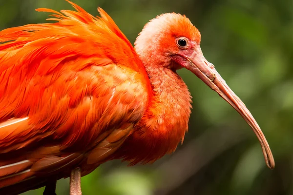 Retrato de Ibis escarlata — Foto de Stock