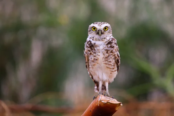 Burrowing owl sitting on a stick, Huacachina, Peru — Stock Photo, Image