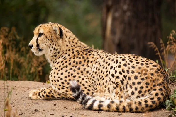 Cheeta odpoczynku w cieniu — Zdjęcie stockowe