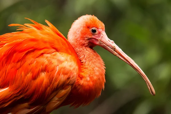 Retrato de Ibis escarlata — Foto de Stock
