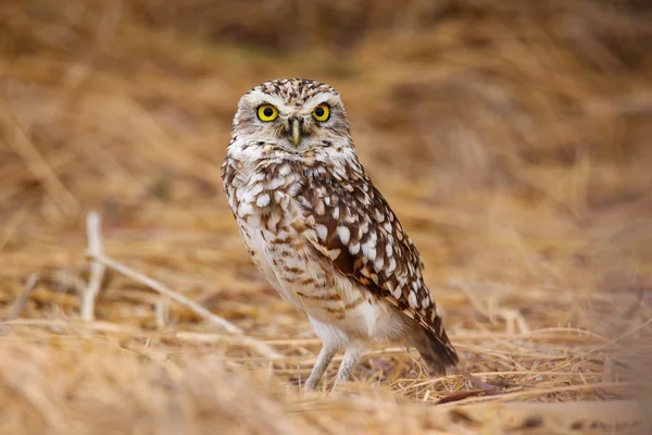 Burrowing owl standing on the ground, Huacachina, Peru — Stock Photo, Image