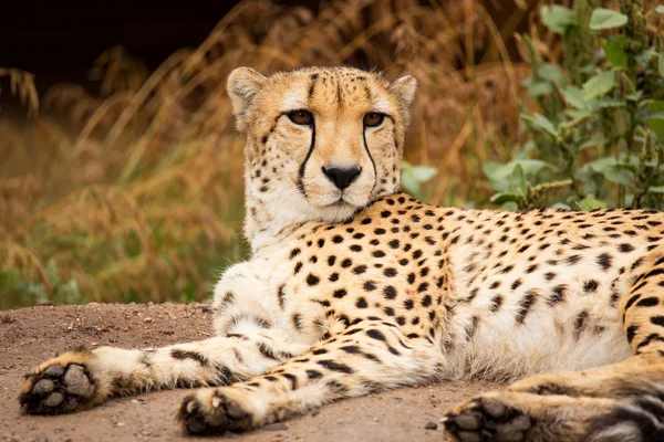 Cheeta στηρίζεται σε μια σκιά — Φωτογραφία Αρχείου