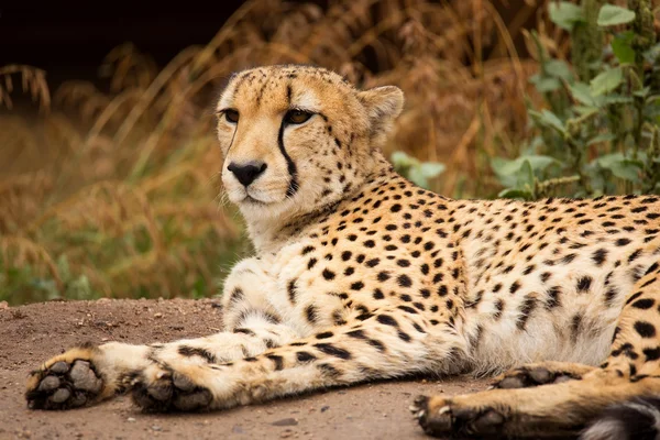 Cheeta descansando en una sombra — Foto de Stock