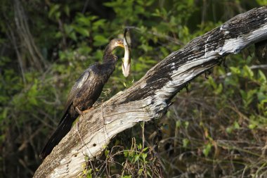 Yılanboyungiller yeme balık