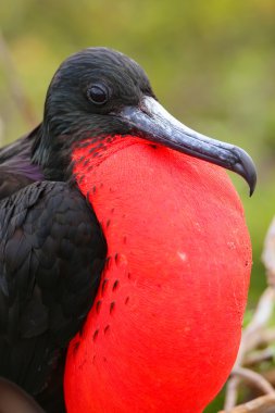 Kuzey se şişirilmiş dikdörtgen sac ile erkek muhteşem Frigatebird