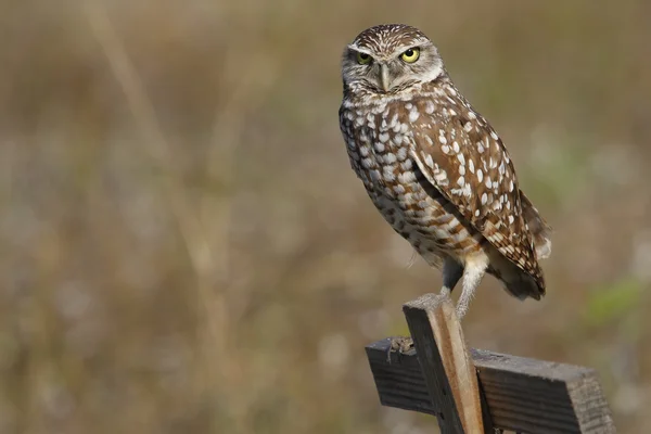 Burrowing Owl sitting on a wooden pole — Stock Photo, Image