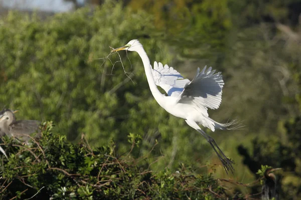 Great egret flying with building material — Stock Photo, Image