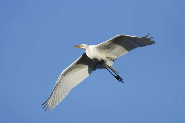 Grande aigrette volant dans le ciel bleu — Photo