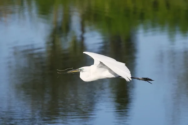 Grote zilverreiger flying met bouwmateriaal — Stockfoto