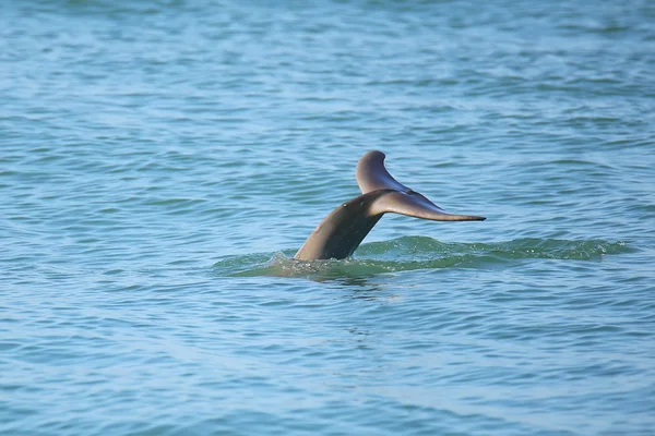 다이빙 일반적인 bottlenose 돌고래의 꼬리 — 스톡 사진