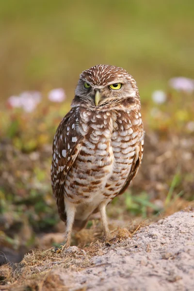 Burrowing Owl berdiri di tanah — Stok Foto