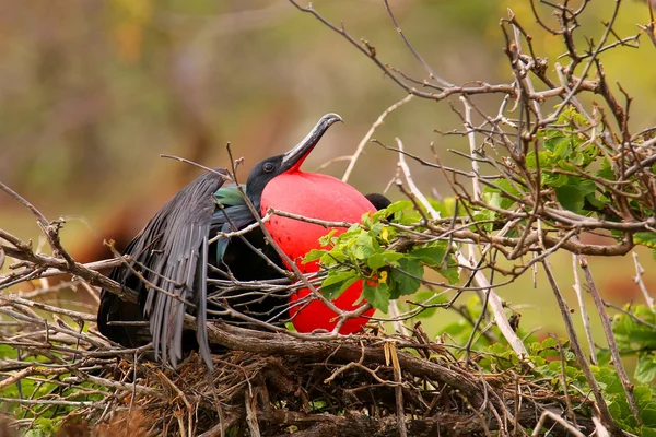 Kuzey se şişirilmiş dikdörtgen sac ile erkek muhteşem Frigatebird — Stok fotoğraf