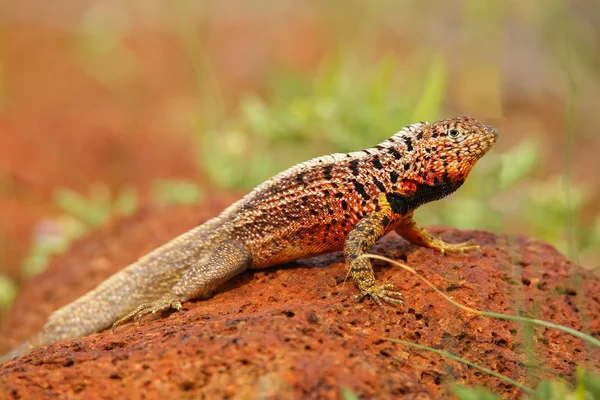 Férfi láva Lizard sziget Észak Seymour, Galapagos nemzeti Par — Stock Fotó