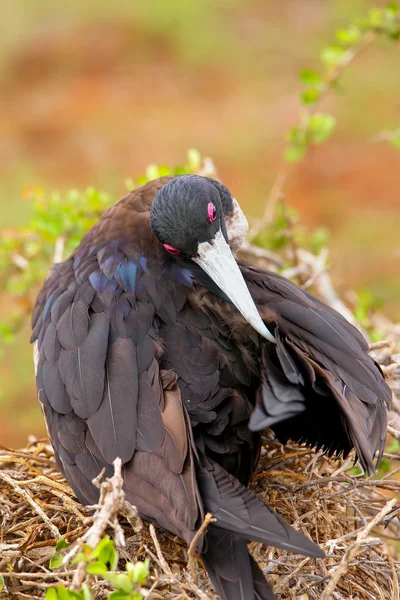 Mujer Magnificent Frigatebird on North Seymour Island, Galapago — Foto de Stock