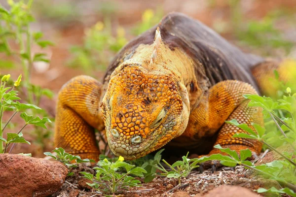 Galapagos-Landleguan isst Blumen auf Nordseymour-Insel, ga — Stockfoto
