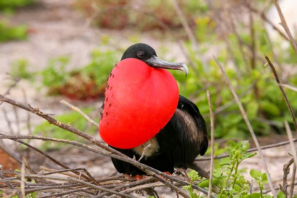 Masculino Magnífico Frigatebird com saco gular inflado em North Se — Fotografia de Stock