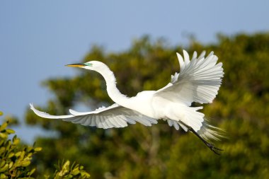 Uçan Akbalıkçıl (Ardea alba)