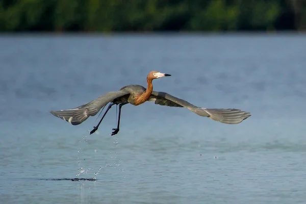 Reddish egret (Egretta rufescens) — Stock Photo, Image