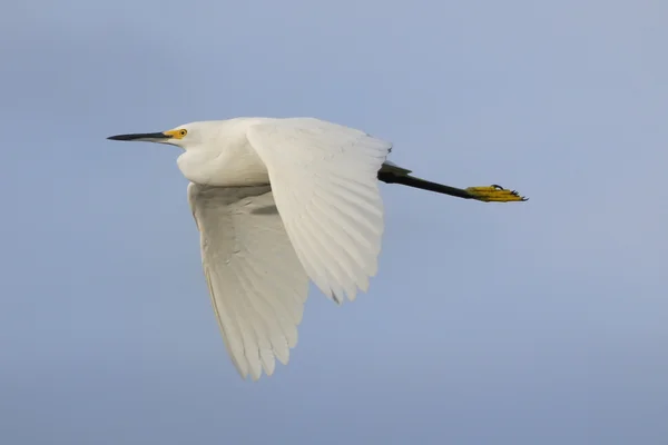 Snowy egret tijdens de vlucht — Stockfoto