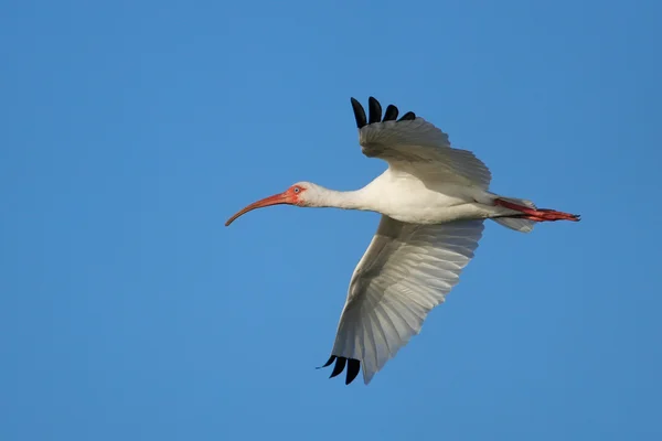 Ibis biały latający w błękitne niebo — Zdjęcie stockowe