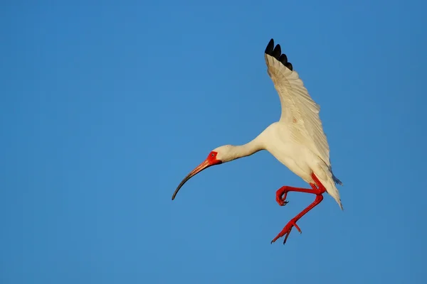 Hvid Ibis flyver i blå himmel - Stock-foto