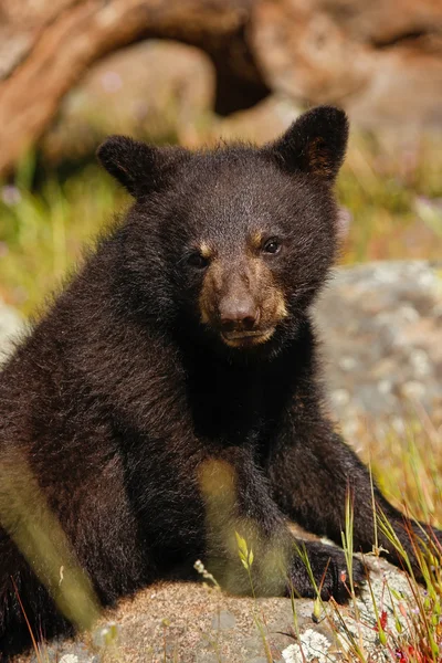 Retrato de bebê urso preto americano — Fotografia de Stock