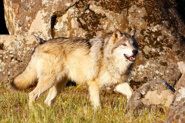 Wilk szary (Canis lupus) — Zdjęcie stockowe