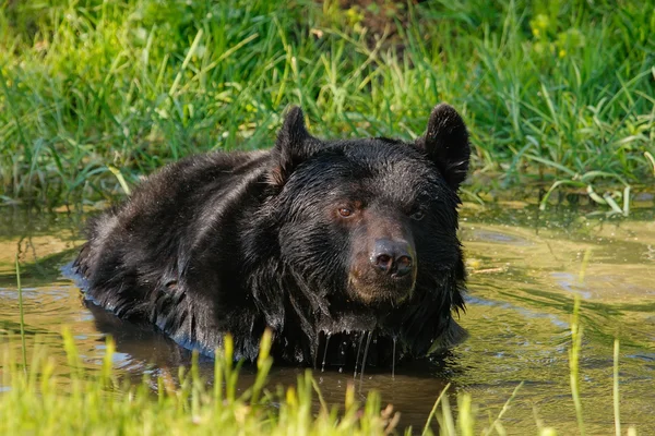 American black bear (Ursus americanus) — Stock Photo, Image