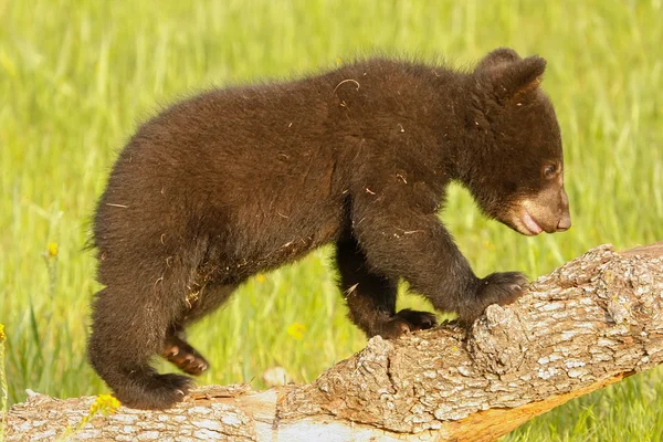 Baby Amerikaanse zwarte beer — Stockfoto