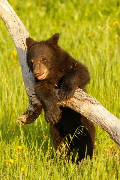 Baby американського гімалайський ведмідь — стокове фото