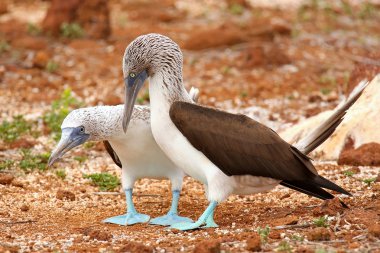 Mavi ayaklı Boobies Galapagos Na Kuzey Seymour adada çiftleşme